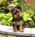 yorkshire-terrier-puppy.jpg
